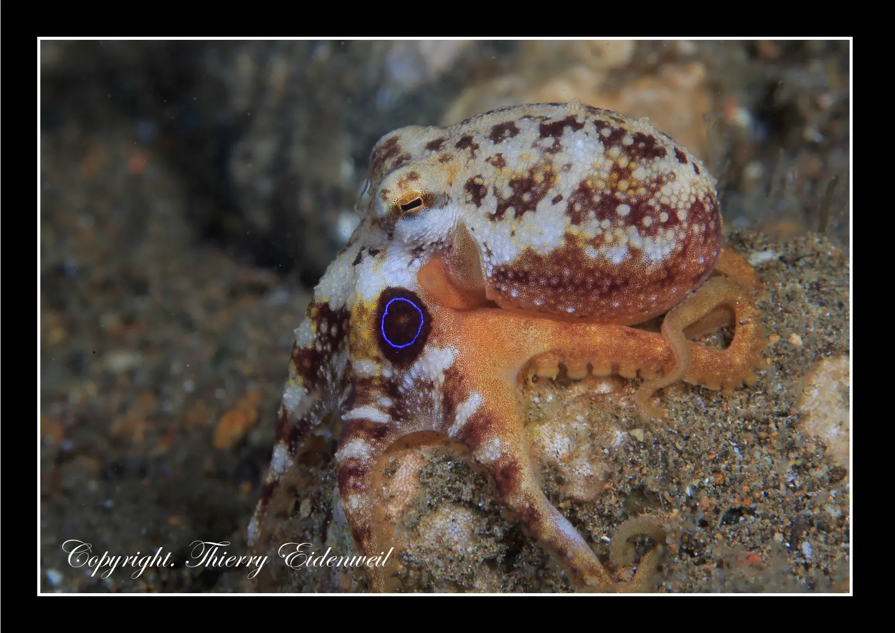 Anilao Macro Dive Media Highlight
